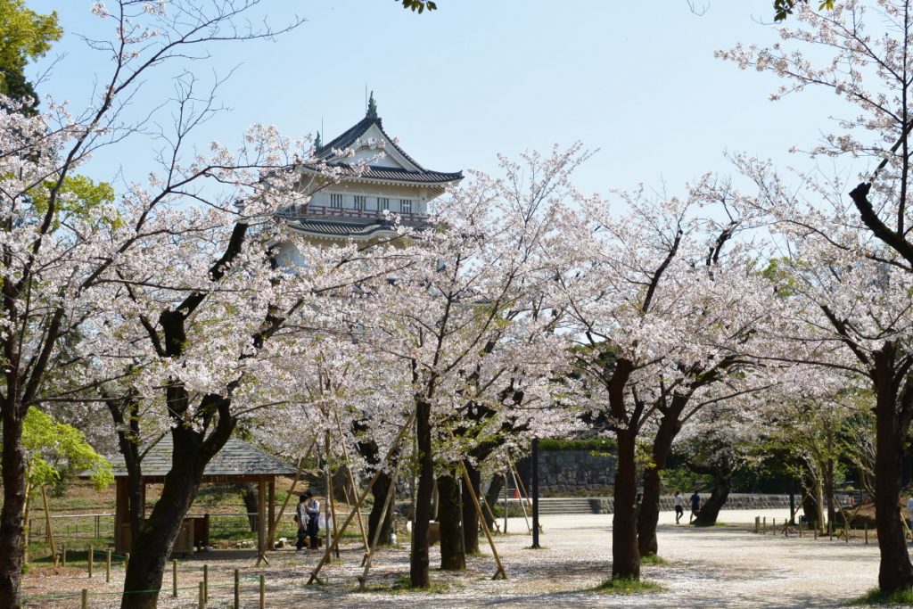 千葉城 桜